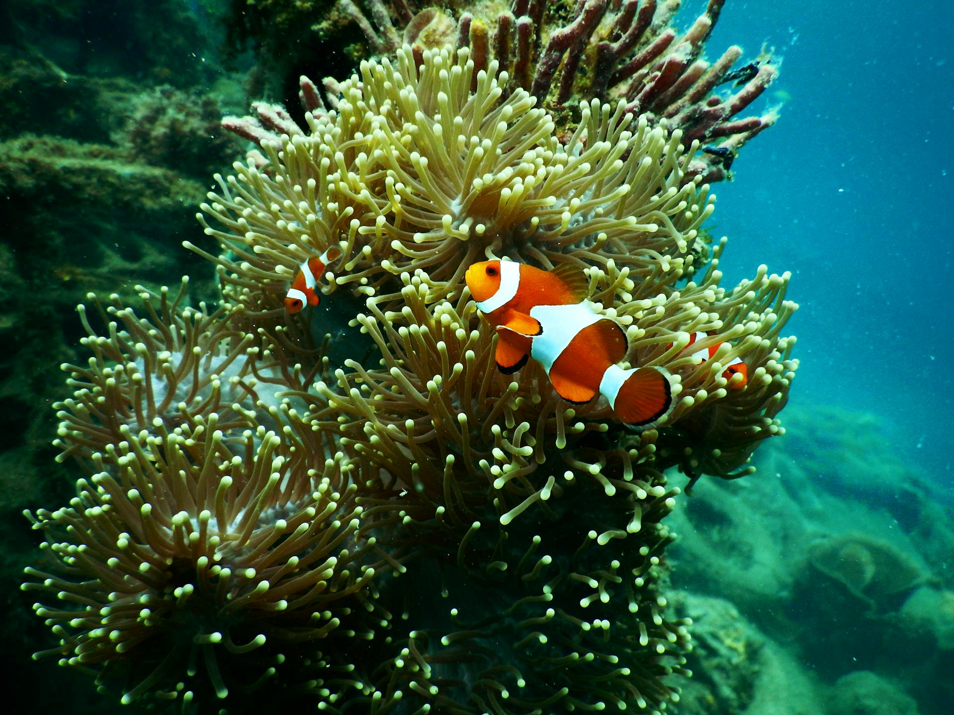 6Gita in barca all’Isola di Tiran da Sharm El Sheikh